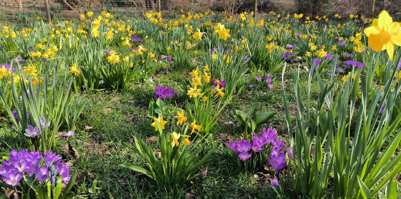 Das Bild zeigt verschiedene Frühblüher