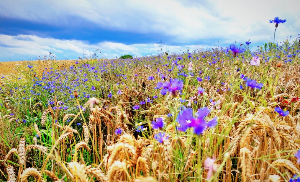 Das Foto zeigt ein Weizenfeld, das mit Wildblumen durchsetzt ist. Die Wildblumen sind hauptsächlich blau und violett und über das Feld verstreut.